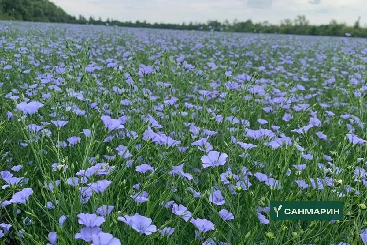 САНРАЙС