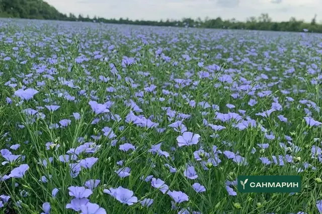 САНРАЙС