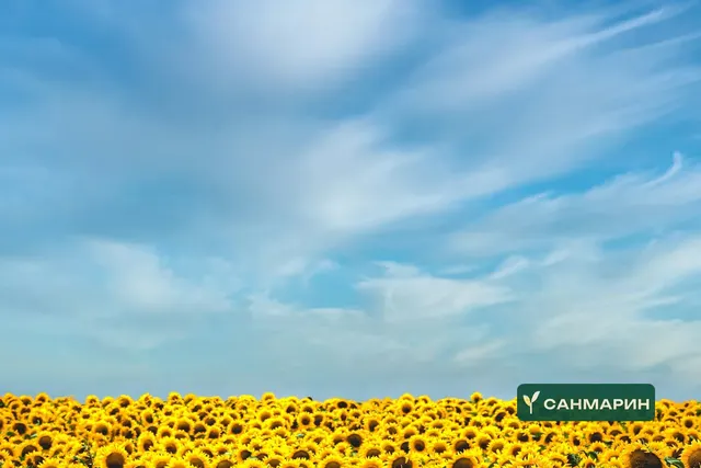 СИ ЧЕСТЕР